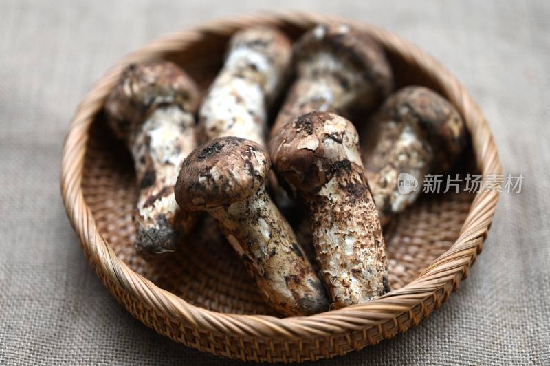 甘孜州野生松茸