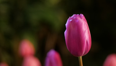 郁金香 花 爱 高贵