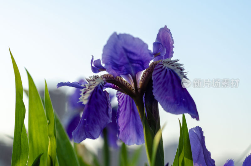 特写紫色鸢尾花