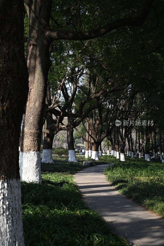 林荫小道绿植景观