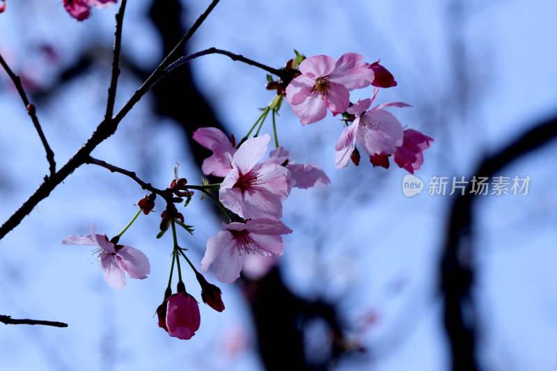 明媚春光下盛开的樱花壁纸北京城市旅游