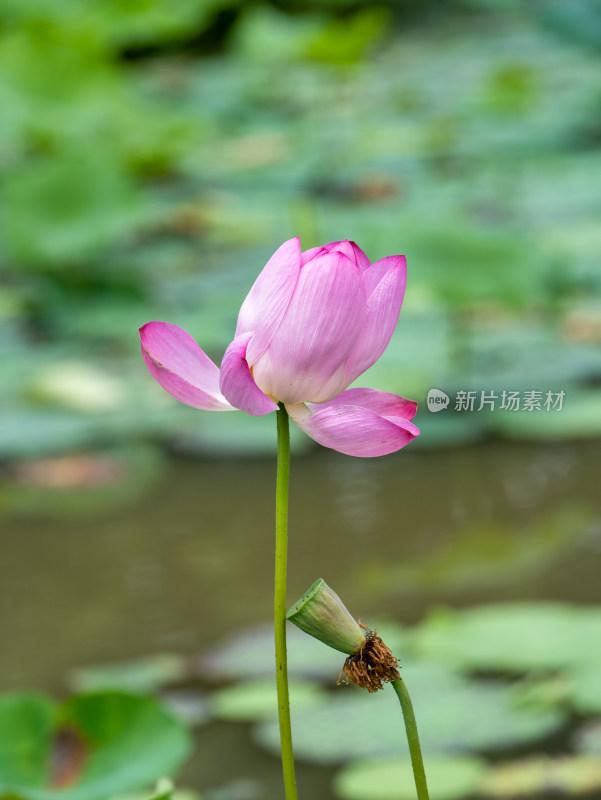 夏天荷花特写