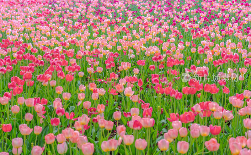 春花粉色郁金香花丛水平视角