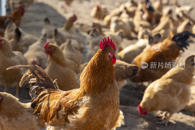 生态养殖养鸡鸡群散养鸡走地鸡