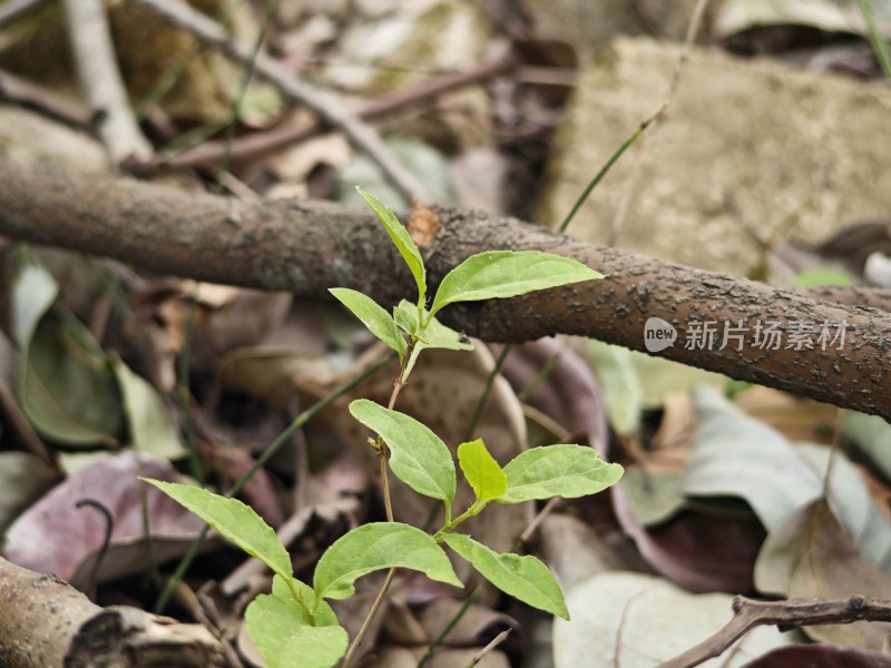 地面新生绿植与枯枝特写