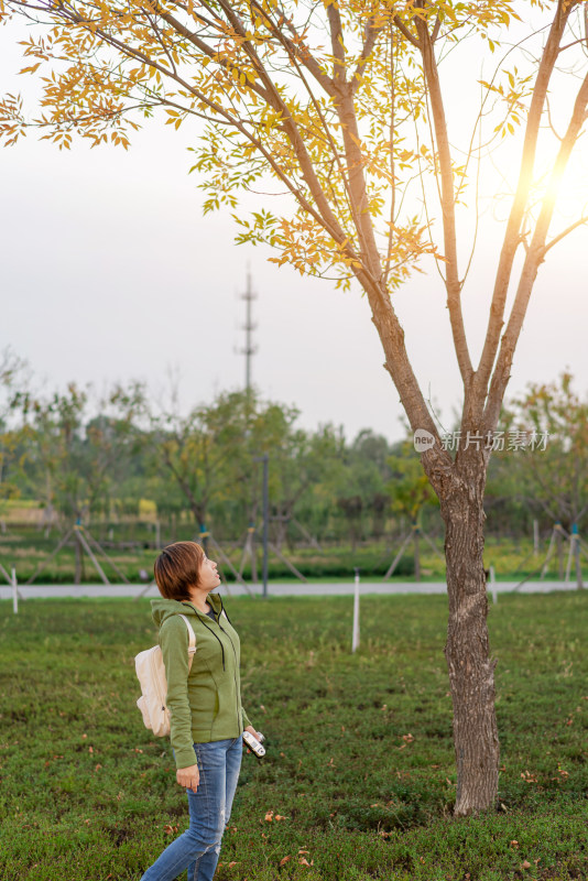 站在树下抬头看黄叶的中国籍女性