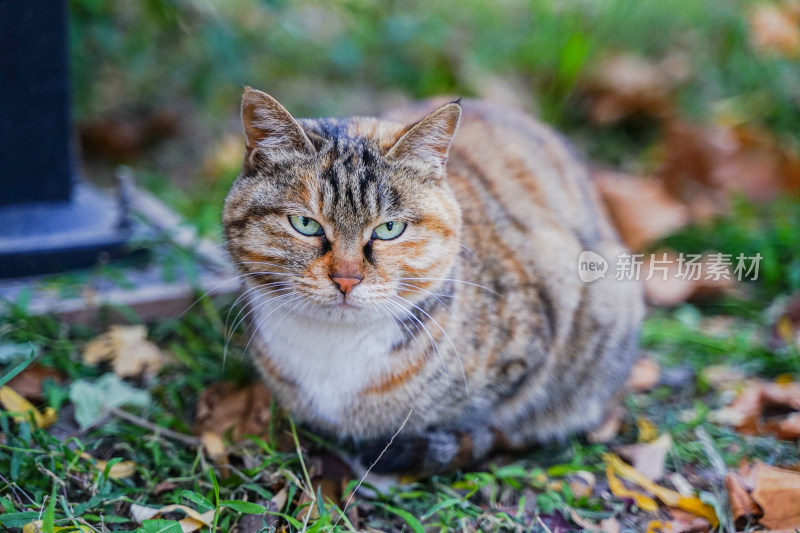 猫在草地上坐着休息自然生态