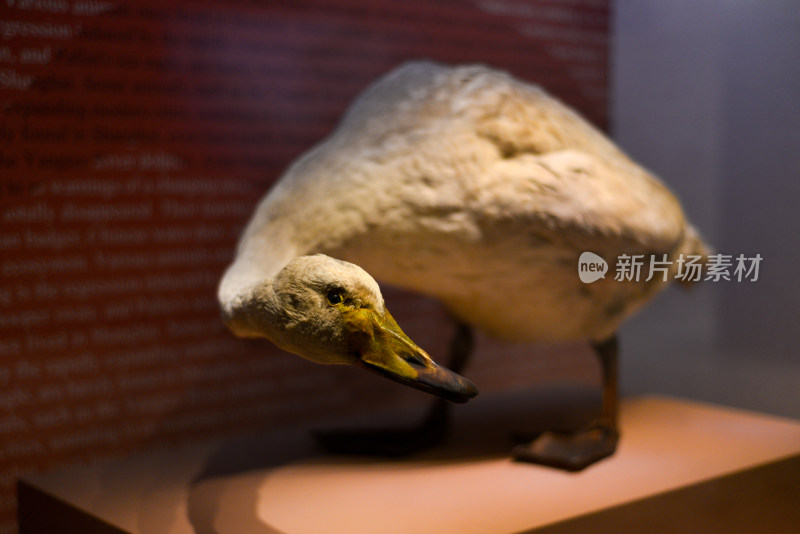 上海自然博物馆