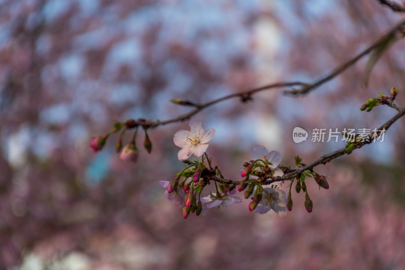 樱花盛开的唯美花枝特写