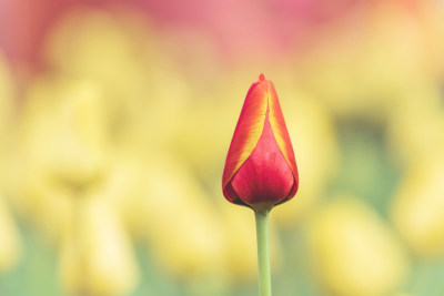 郁金香花