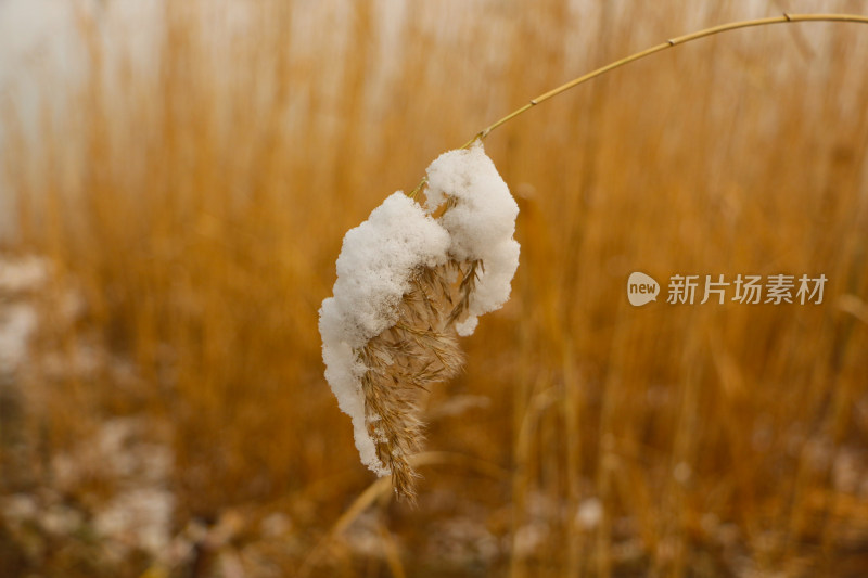 带着积雪的芦苇