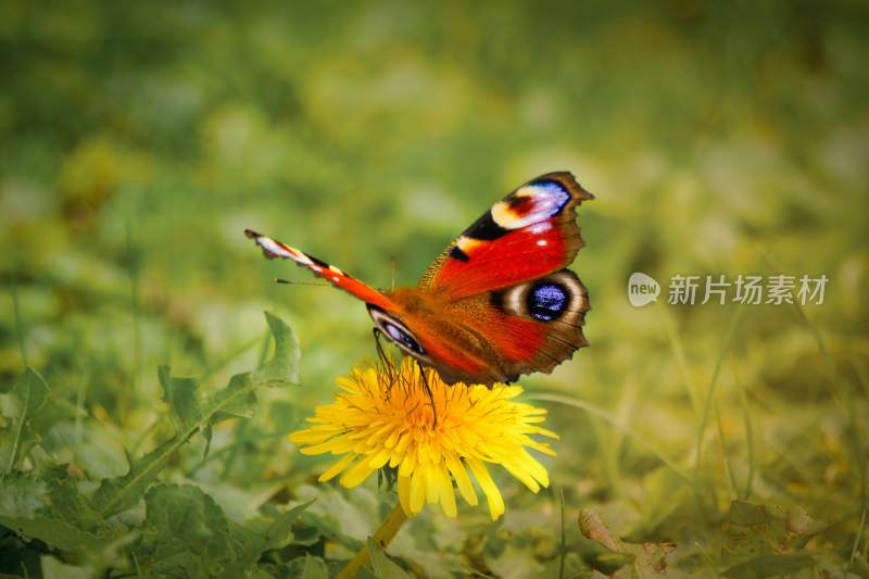 花粉蝴蝶飞翔，美丽的飞虫