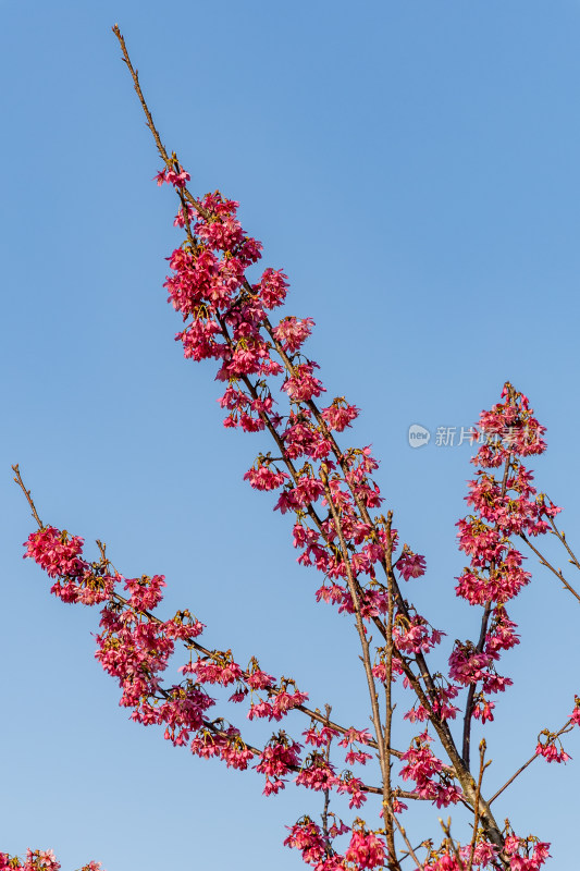 樱花、绯樱