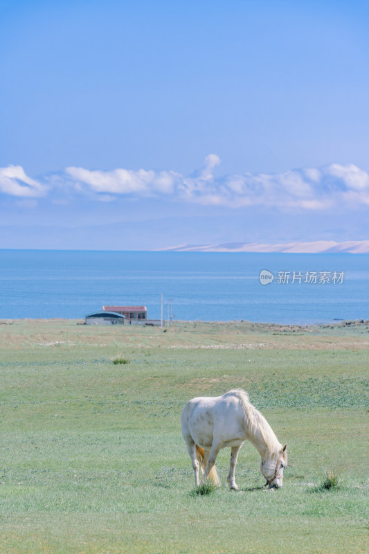青海省海南州-青海湖边草地上的白马