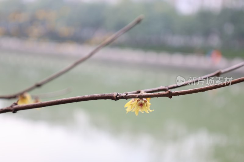 枝头绽放的黄色花朵