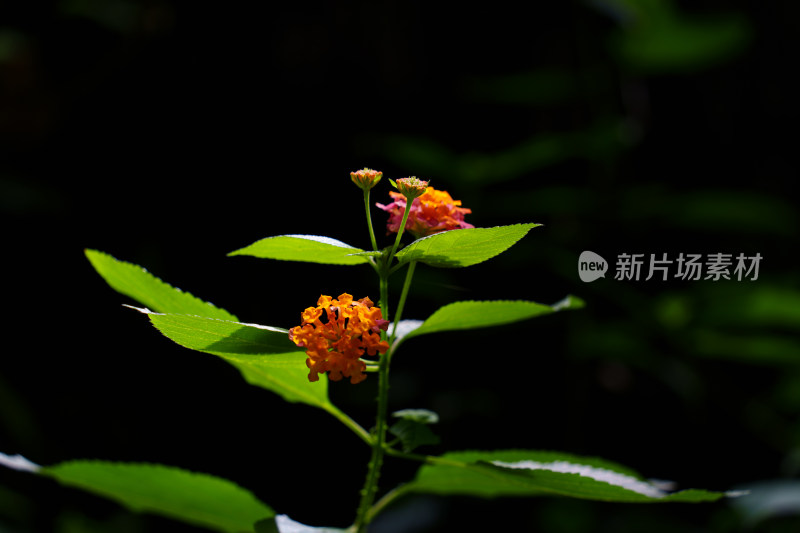 开花植物马缨丹