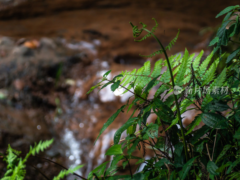 小溪流水植物绿叶