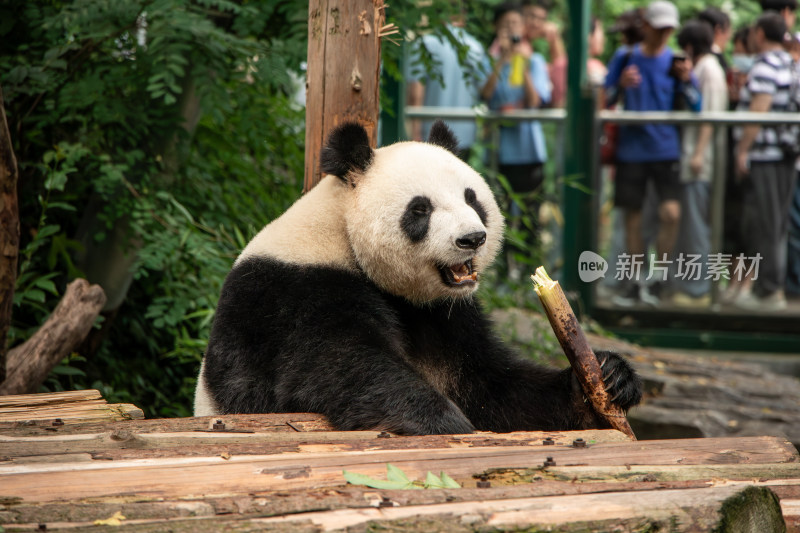 南京红山动物园憨态可掬的大熊猫吃竹子