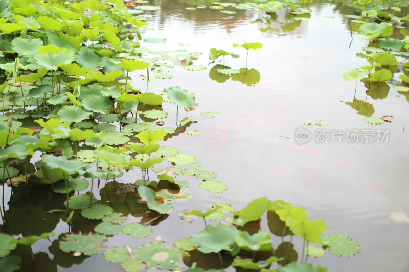 中国昆明翠湖里荷叶的特写镜头