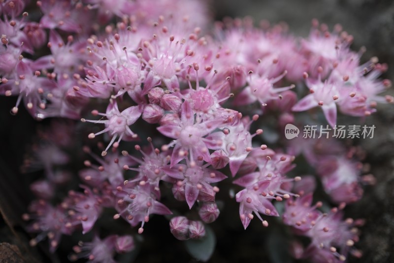 花园里的粉花绣线菊