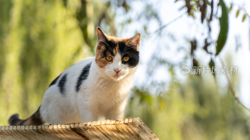 三色花猫在户外木板上的特写