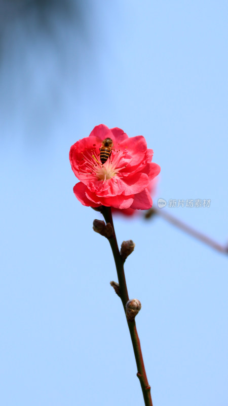 广州白云山盛开的桃花