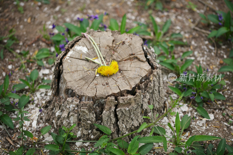 伐树后木桩上的小黄花