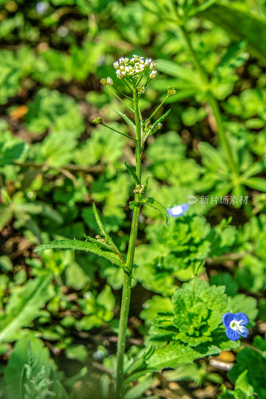 微距拍摄的春季植物特写