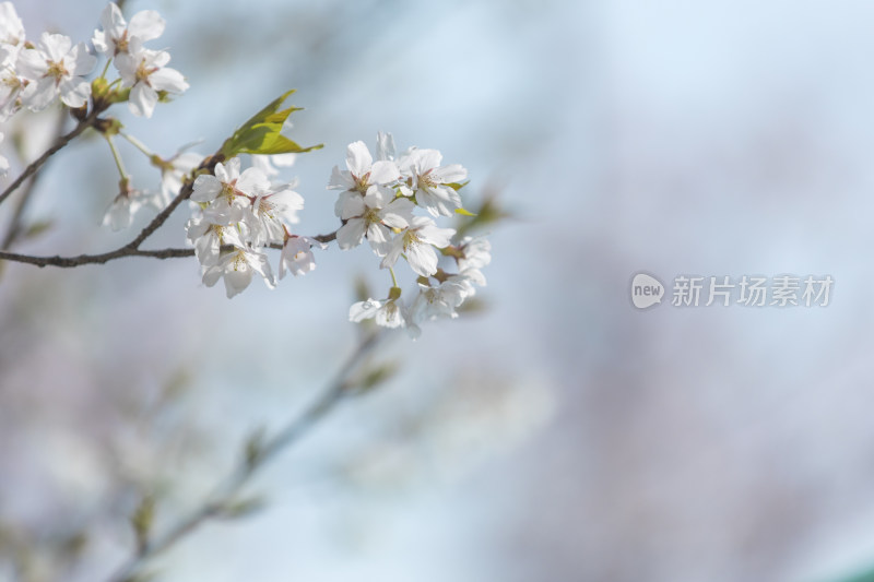 春天阳光下的樱花开放