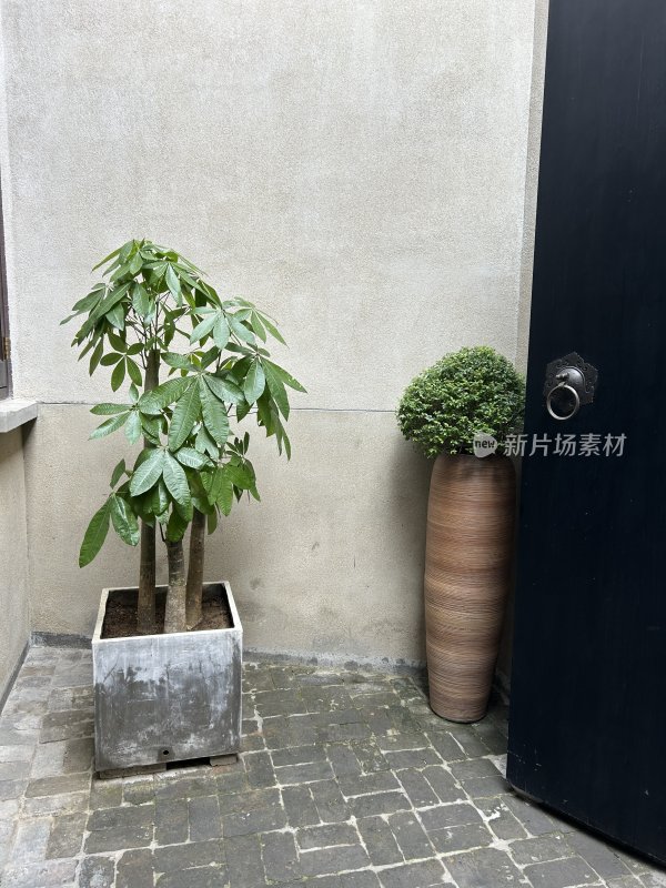 墙角处的绿植盆栽景观