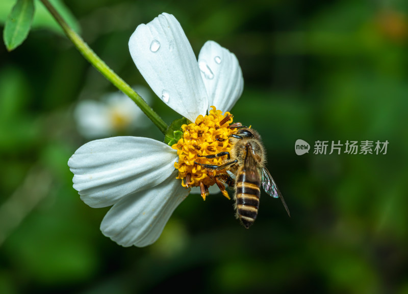 蜜蜂在花上授粉的特写镜头