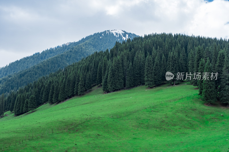 新疆伊犁琼库什台雪山森林草原风光