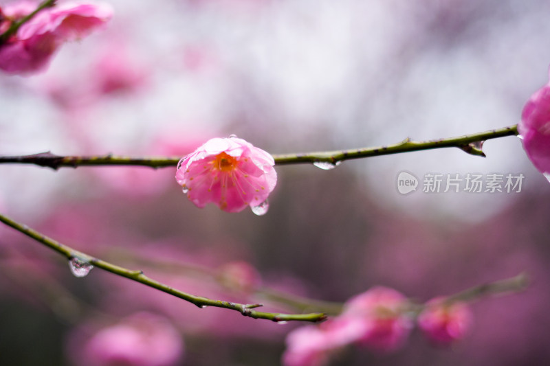 晶莹剔透的梅花