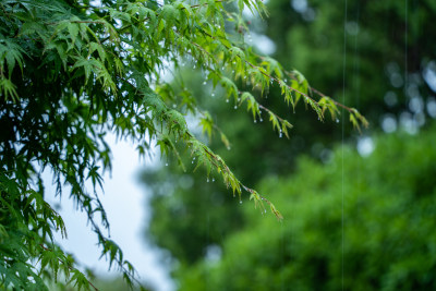 春天雨水