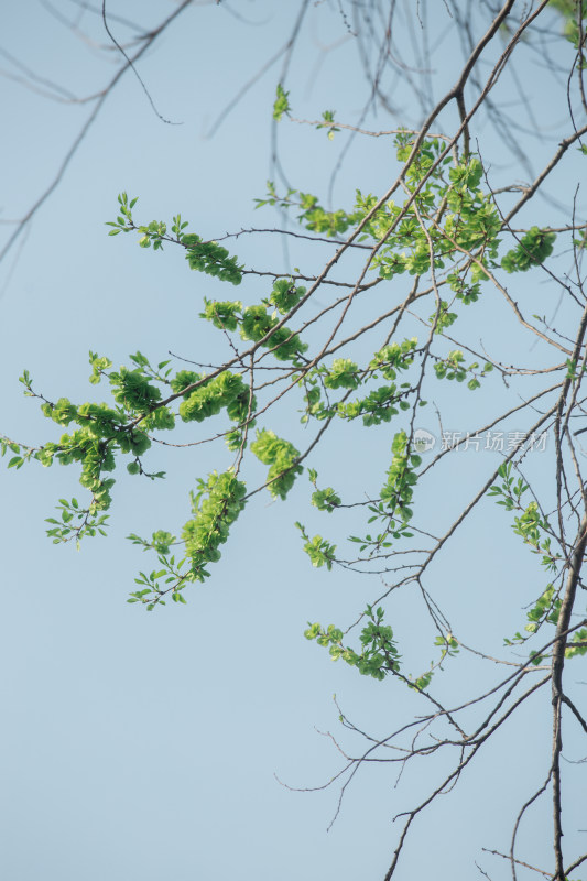 榆钱花榆钱树