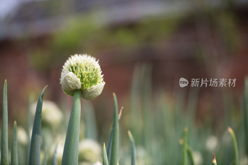 大葱即将成熟的种子