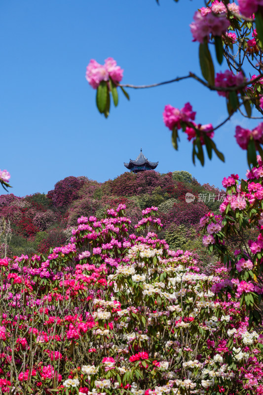 贵州百里杜鹃山间盛开的烂漫杜鹃花