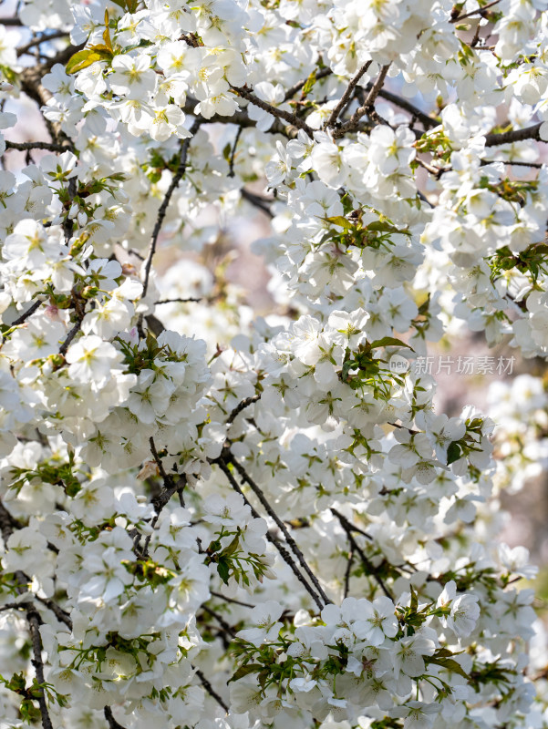 武汉东湖樱花园白色樱花盛开