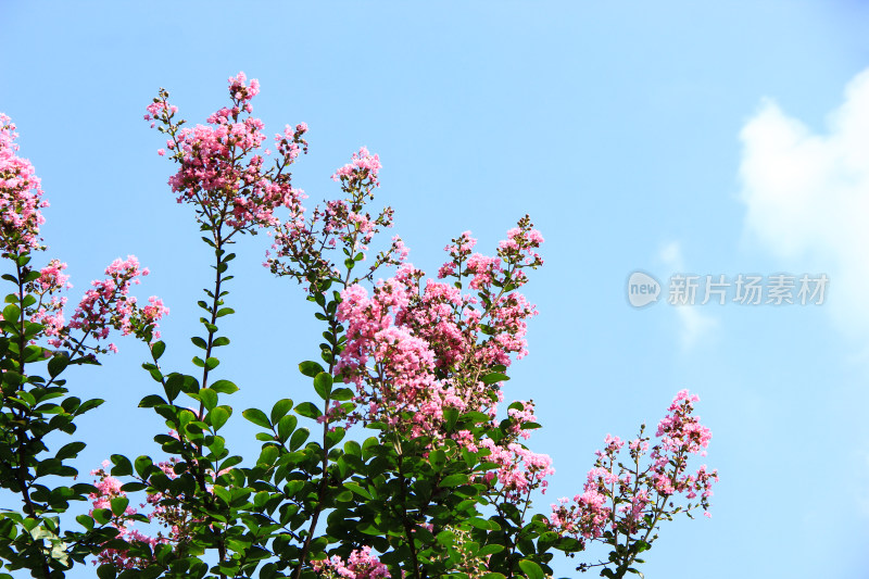 夏日紫薇花