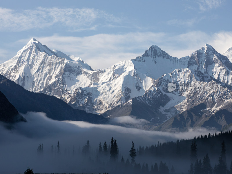 新疆伊犁，早晨晨雾中的森林雪山自然风景