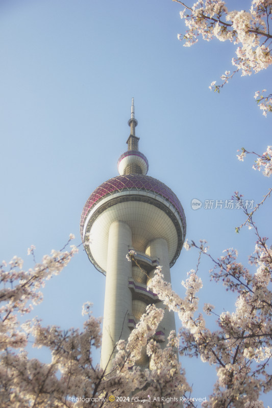 上海东方明珠；被樱花包围的东方明珠