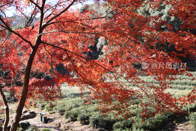 杭州九溪烟树红叶红枫茶园唯美秋景