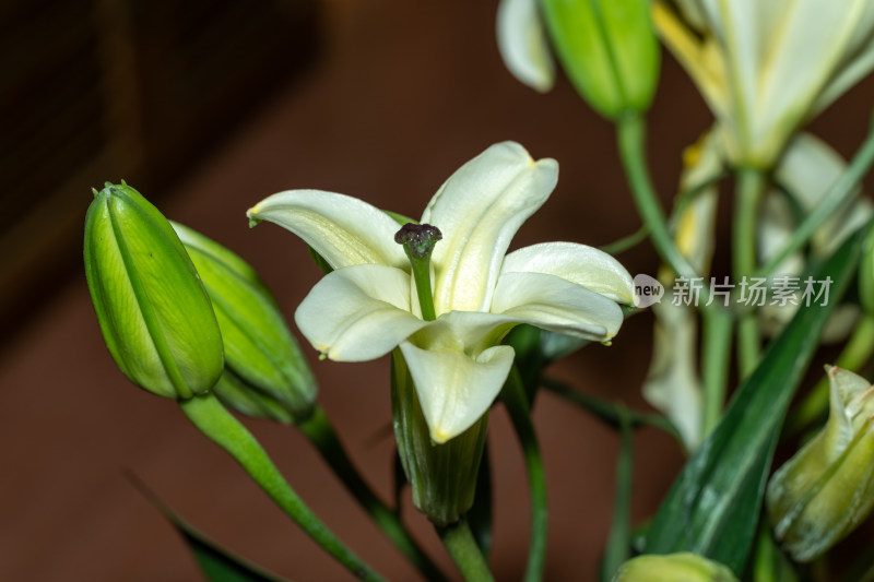 淡雅百合花束特写