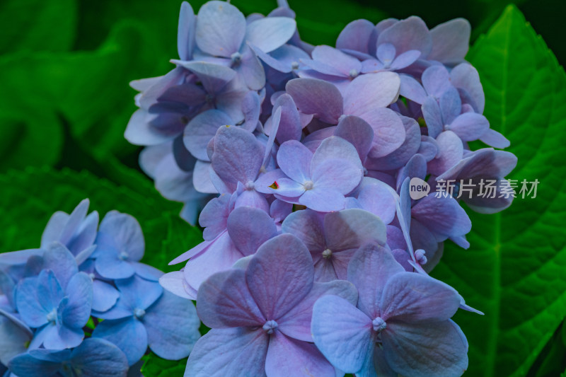 紫色绣球花特写