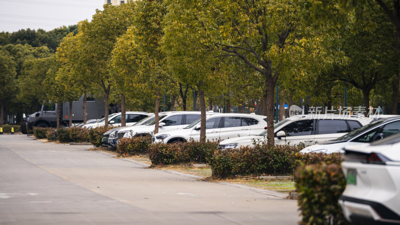 绿树成荫的道路旁停放着一排汽车