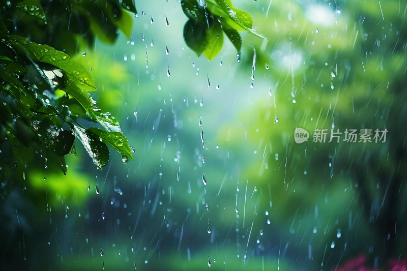 自然风景植物背景雨水