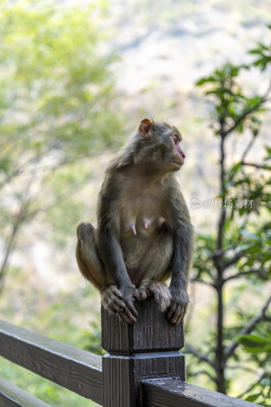 野外山林里的一只野生猕猴母猴