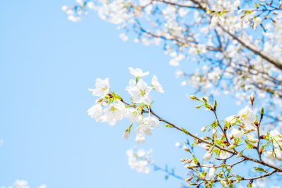 航拍樱花染井吉野园林种植树苗