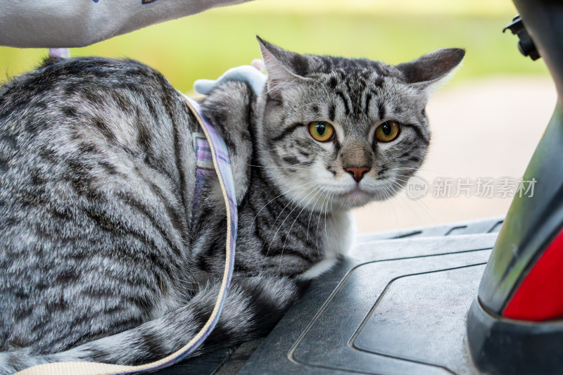 戴着牵引绳趴在物件上的美短虎斑猫