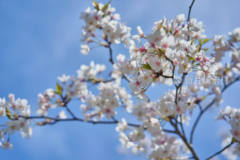 盛开的樱花